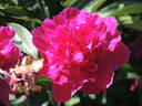 Anemoneflora Rubra peony photo