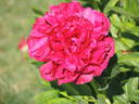 Henry Bockstoce peony photo