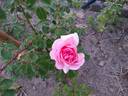 Ingwer J. Jensen rose photo