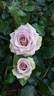 Amnésia® rose photo