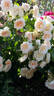 Marjorie Marshall rose photo