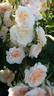 Marjorie Marshall rose photo