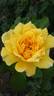 Joëlle Marouani ® rose photo