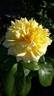 Joëlle Marouani ® rose photo