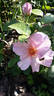 Lilac Charm rose photo