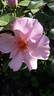 Lilac Charm rose photo