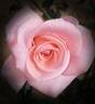 Esther Geldenhuys rose photo