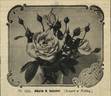 Alberto N. Calamet rose photo