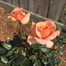 Brandy ™ (hybrid tea, Swim rose photo