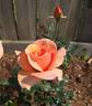 Brandy ™ (hybrid tea, Swim rose photo
