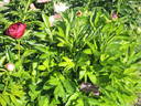 Buckeye Belle peony photo