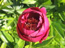 Buckeye Belle peony photo