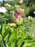 Buckeye Belle peony photo