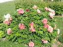 Hillary peony photo