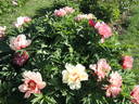 Hillary peony photo