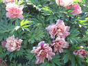 Hillary peony photo