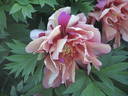 Hillary peony photo