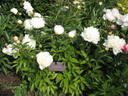 Alice Crousse peony photo