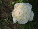 Alice Crousse peony photo