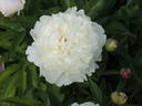 Alice Crousse peony photo