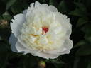 Alice Crousse peony photo