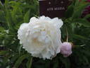 Ave Maria peony photo