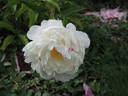 Ave Maria peony photo