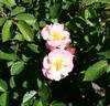 Pure of Heart rose photo
