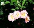 Pure of Heart rose photo
