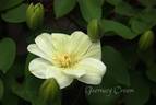Guernsey Cream clematis photo