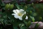 Guernsey Cream clematis photo