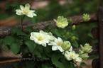Guernsey Cream clematis photo