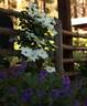 Guernsey Cream clematis photo