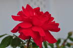 Blaze rose photo