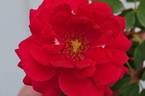 Blaze rose photo