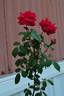 Blaze rose photo