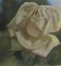 Ninfea rose photo