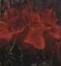 Canzonetta rose photo