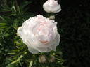 Aza Gray peony photo