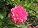 Angelo Cobb Freeborn peony photo