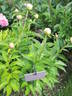 Ann Cousins peony photo