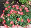 Gizmo™ rose photo