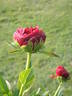 Henry Bockstoce peony photo