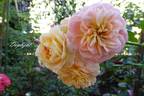 Daylight rose photo