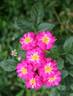 Enfant des Ardennes rose photo