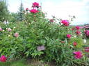 Anemonaeflora Rubra peony photo