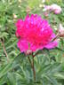 Anemonaeflora Rubra peony photo