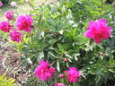 Anemonaeflora Rubra peony photo