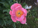 Constance Spry peony photo