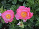 Constance Spry peony photo